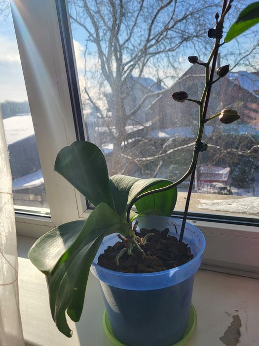 Орхідея Phalaenopsis яскраво рожева