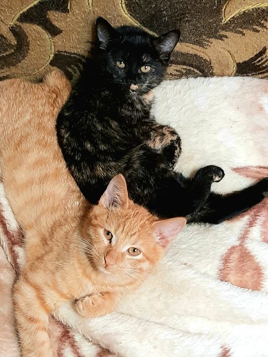 Кішечка бобтел 8 міс.