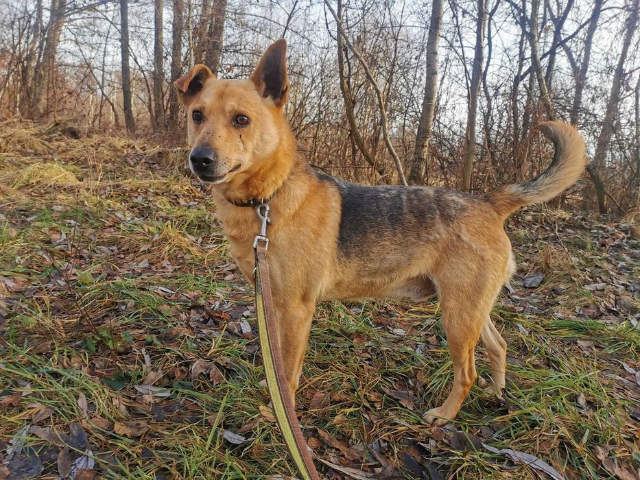 Teoś - odebrany ze złych warunków - schronisko