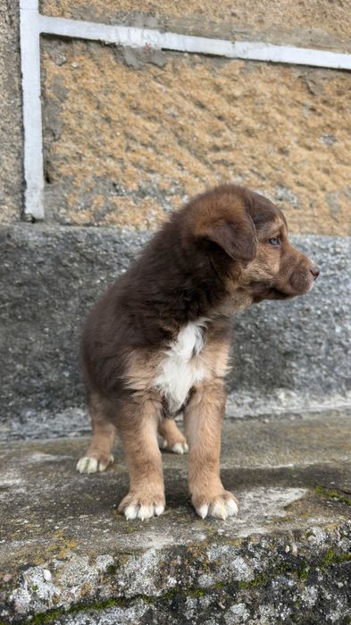Border Collie Fêmea Castanha e Branca