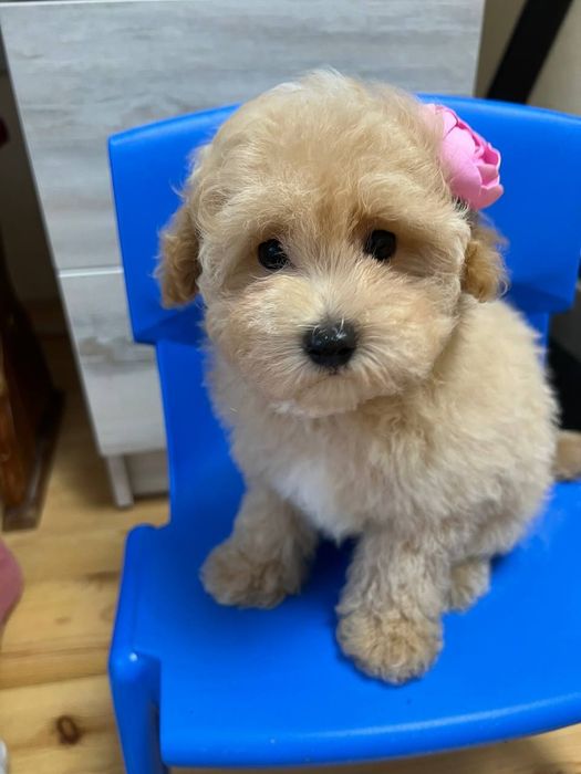 Мальтіпу пудель Вінниця