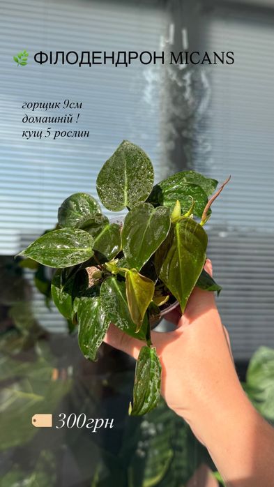 Philodendron micans / Філодендрон Міканс