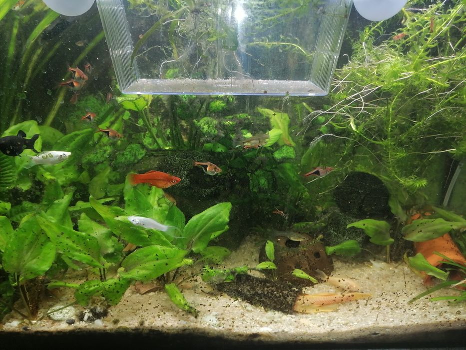 Młode zbrojniki(glonojady )