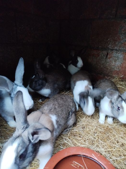 Coelhos machos e fêmeas