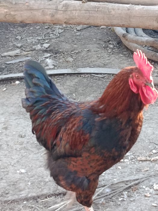 Kogutki młode sprzedam