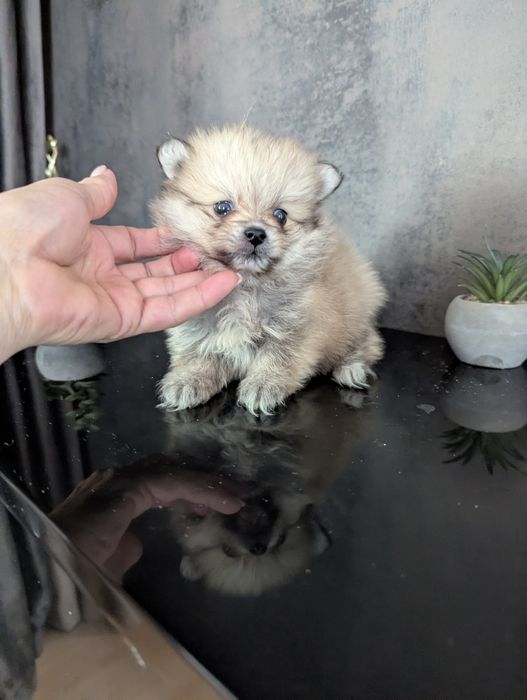 Хлопчик! Шпіци! Класні