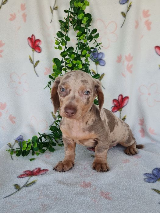 Estupendo menino mini/Kanichen teckel isabella arlequim de Qualidade