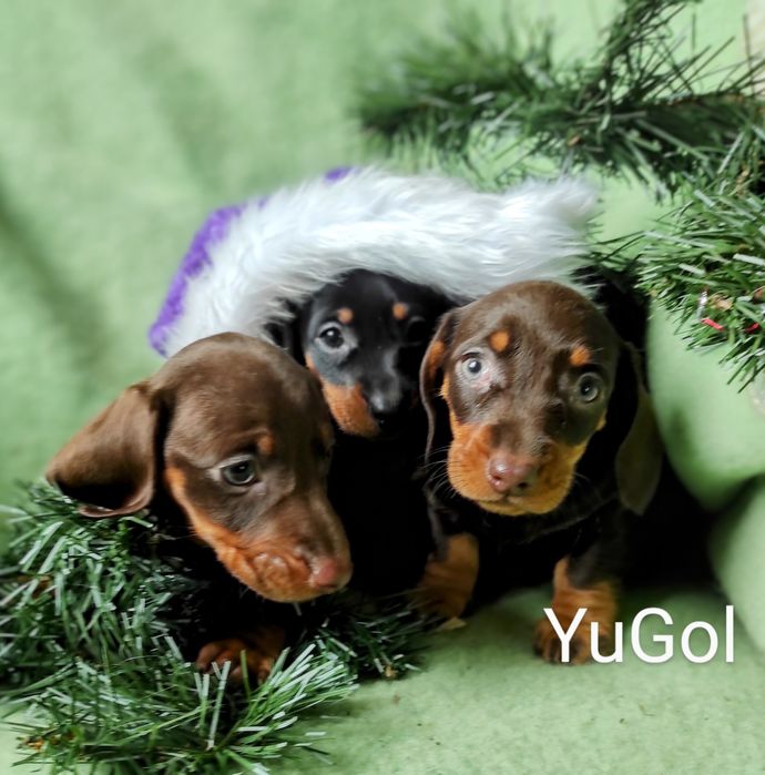 Цуценята КСУ-FCI