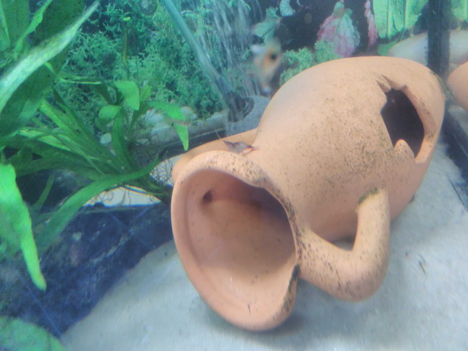 Camarões Red  Cherry adultos