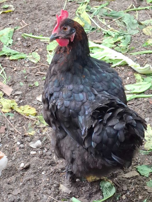 Galinhas de ovos azuis e castanhos