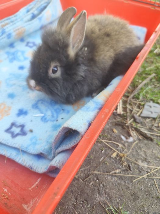 Króliki miniaturki
