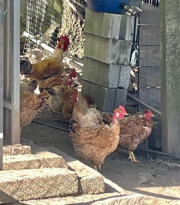 Galos, galinhas e ovos.