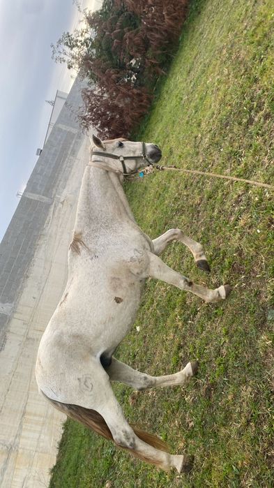Cavalo puro lusitano