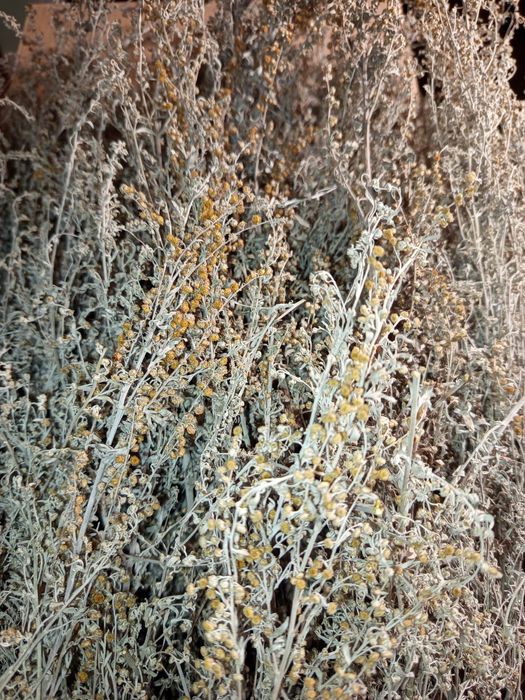 Ziele Bylicy Piołun Susz 100 gram.