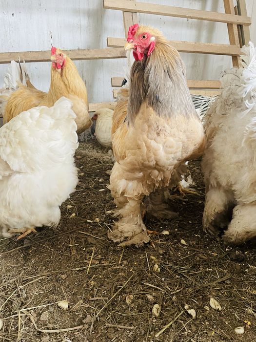 Koguty Brahma  Duze zdrowe