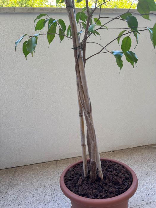 Ficus Benjamina + Philodendron — Plantas em vaso | Conjunto ou separado