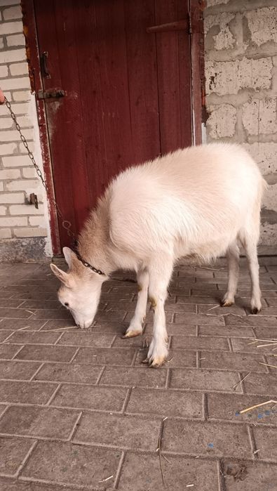 Гуси, гусак порода Лінда, коза, козочка, кізочка