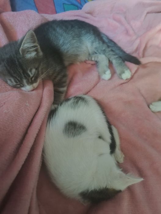 Отдам котят в семью