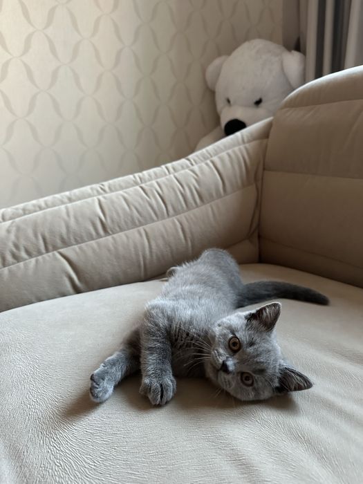 Красивые шотландские котята