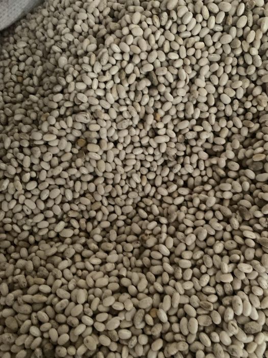 Продам Квасолю Nevi Beans ОПТ! Торг