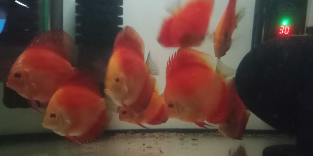 GB Dyskowce SOLID RED 7cm