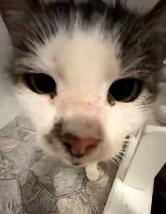 SPAJDEREK – kot, o którego nikt nie pyta