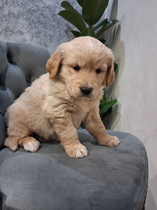 „Przepiękny piesek Golden Retriever