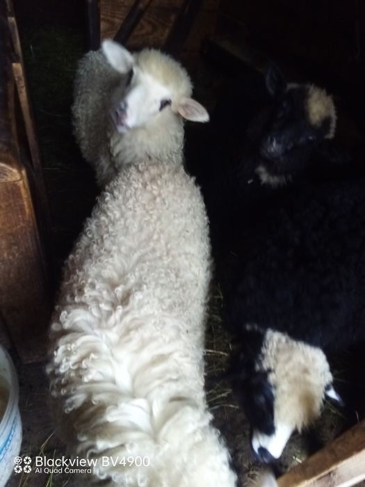 Продам ягнята.Ціна договірна