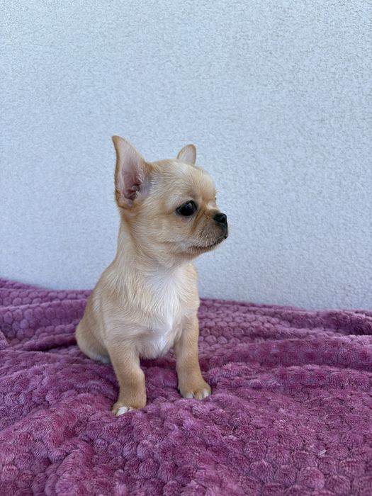 Chihuahua krótkowłosy FCI ZKwP