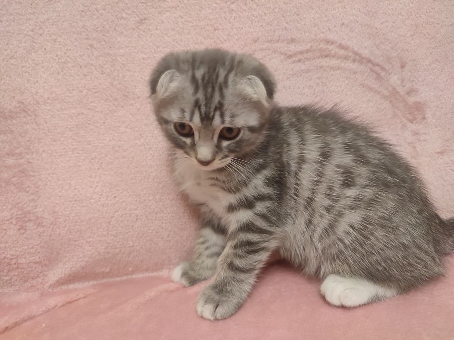 Скотіш фолд, 2міс. хлопчик