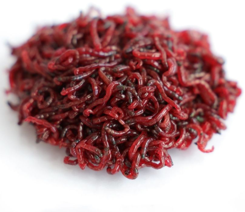 Мотиль опт риболовний