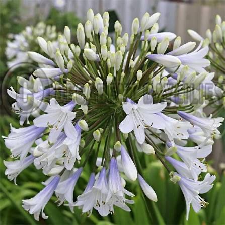 Agapanthus  africano branco