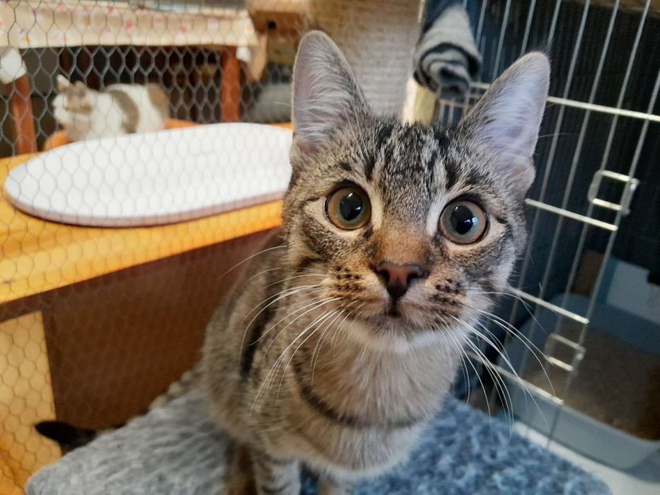 Koszałek, po kastracji , półroczny