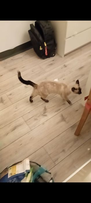 Oddam kotkę  mieszaniec