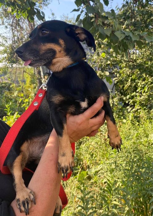 Віддаємо песика Тосю