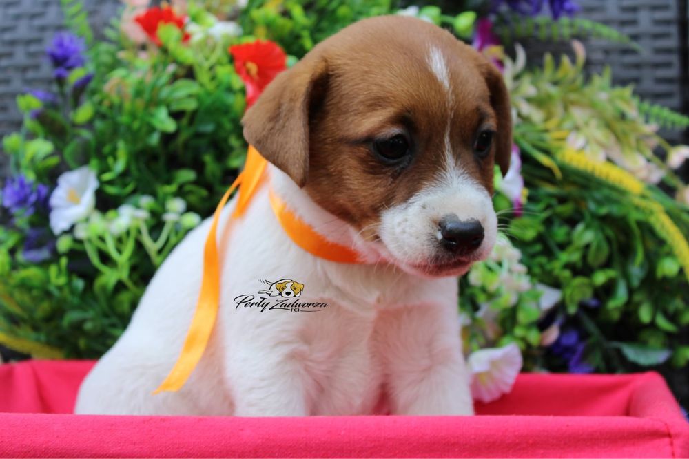 Sunia Jack Russell Terrier ZKwP FCI Gotowa do odbioru