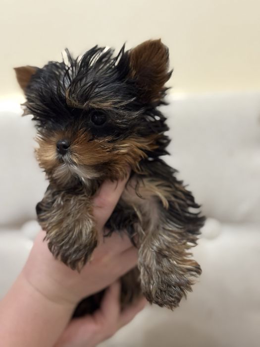 Йоркширський терʼєр