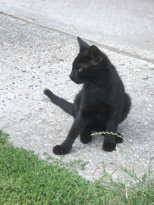 Czarne kotki oddam , ok. 4 miesięcy ,