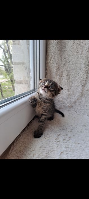Шотландская короткошерстная девочка