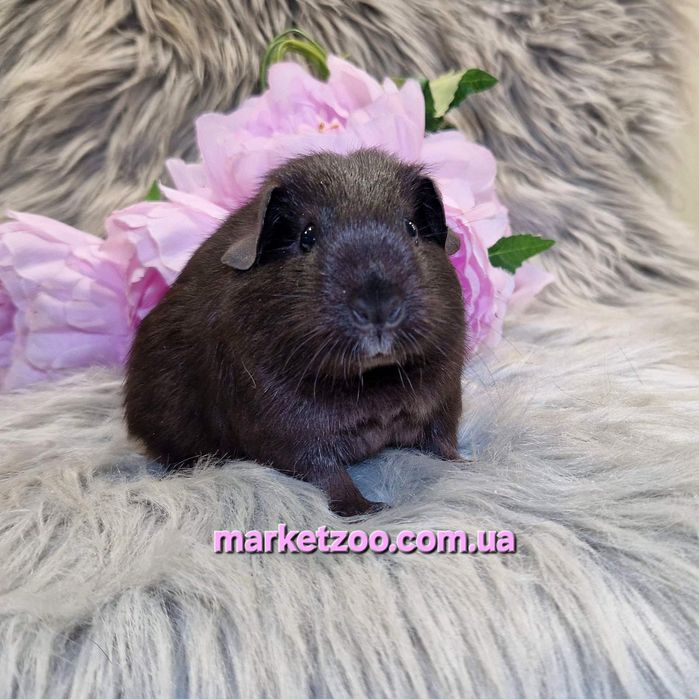 Морська свинка,морські свинки,англ. Селф, чорна, морские свинки, морск