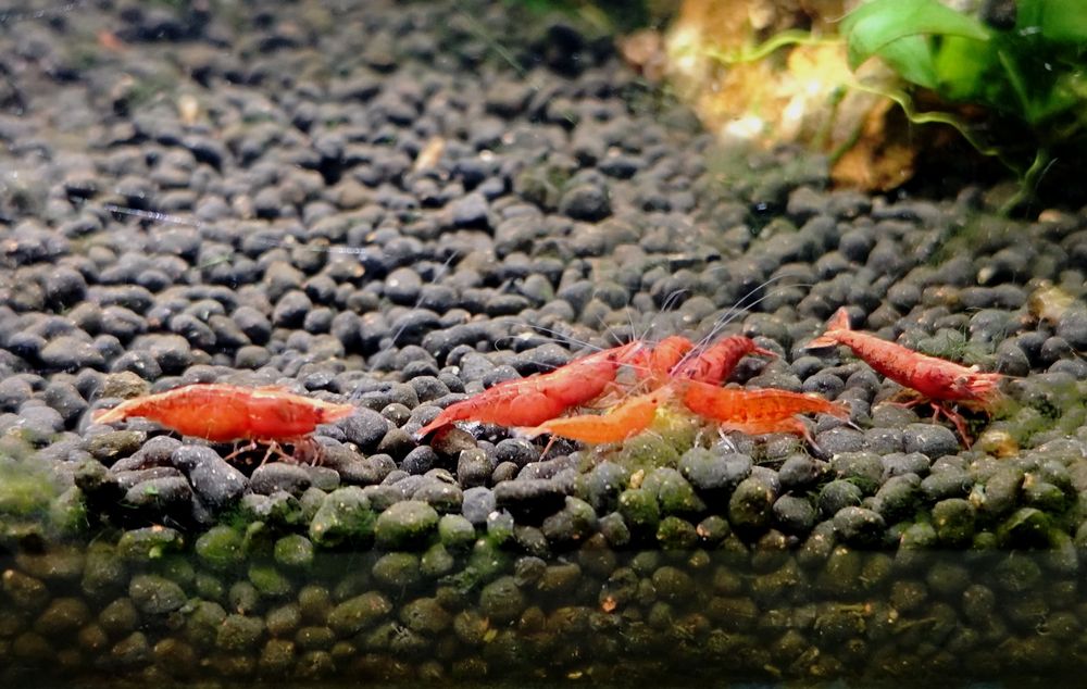 Camarões red cherry