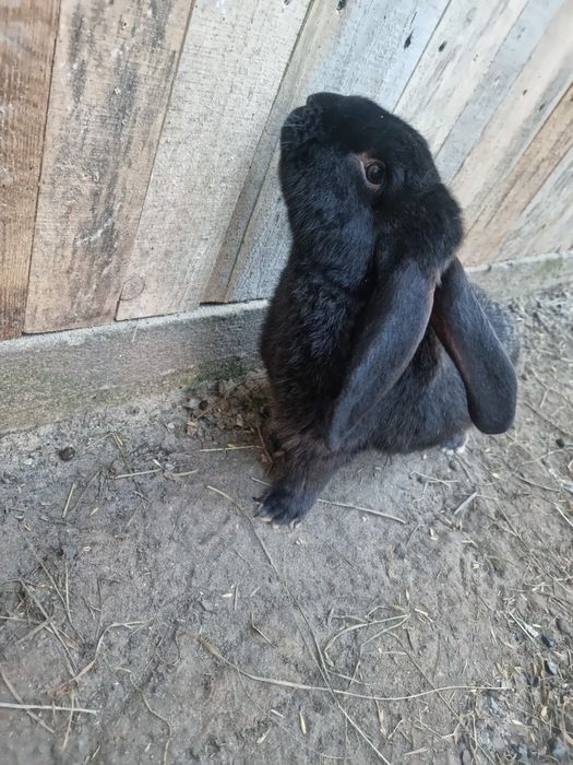 Królik - Belg/Srokacz