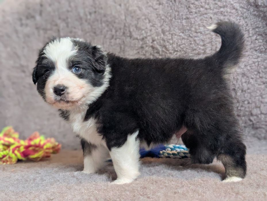 Pies Owczarek Australijski (ZKwP/FCI) – domowa hodowla