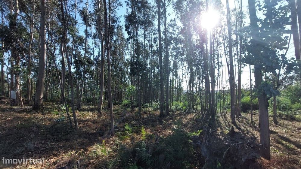 Terreno para construção em Escapães.