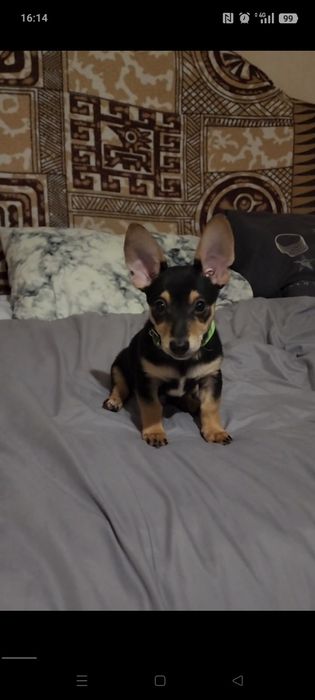 Пёсик ищет семью