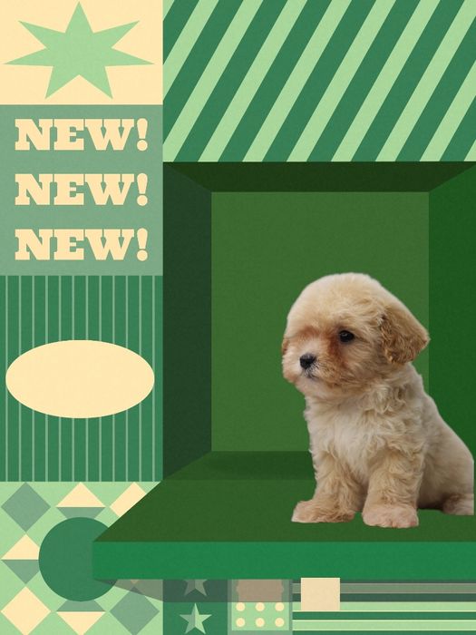 Мальтипу, з якими вдома стає спокійно