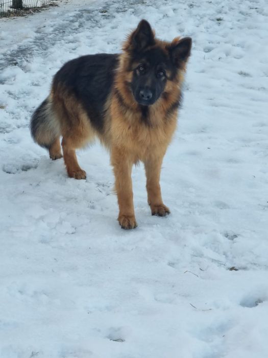 Suczka owczarka niemieckiego