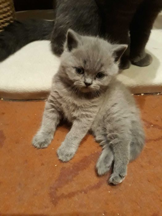 Kotka Brytyjska Niebieska Krótkowłosa z 5 pokoleniowym rodowodem