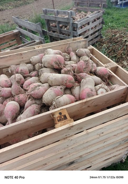Na sprzedaż Burak pastewny