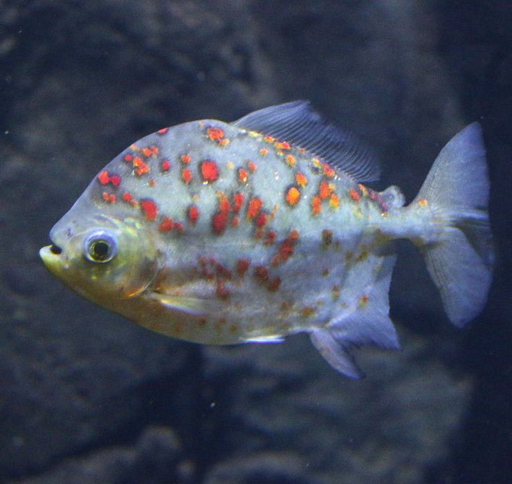 Red Hook Metynnis (Myloplus Rubripinnis)